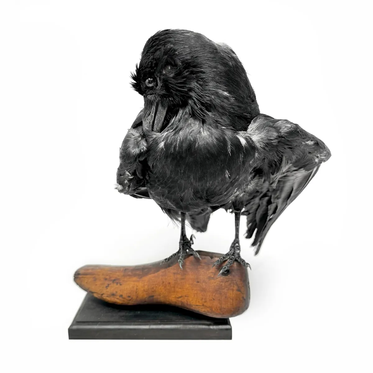 Vintage Crow Taxidermy Antique Shoe Last Mount