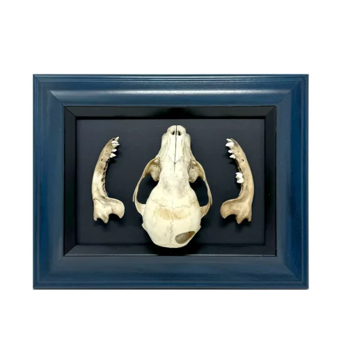 Natural History Coon Art Frame