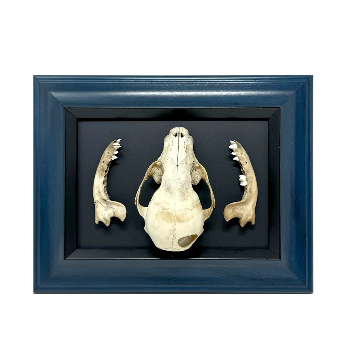 NH365 Natural History Coon Art Frame