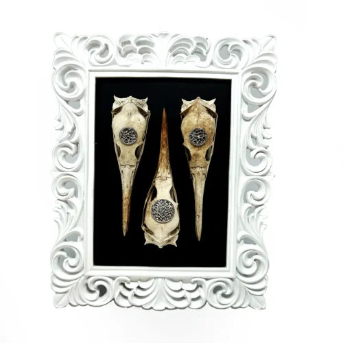 Natural History Triple Bird Skull Original Art Frame