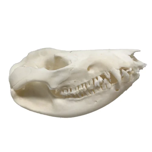 Real Natural Opossum Skull