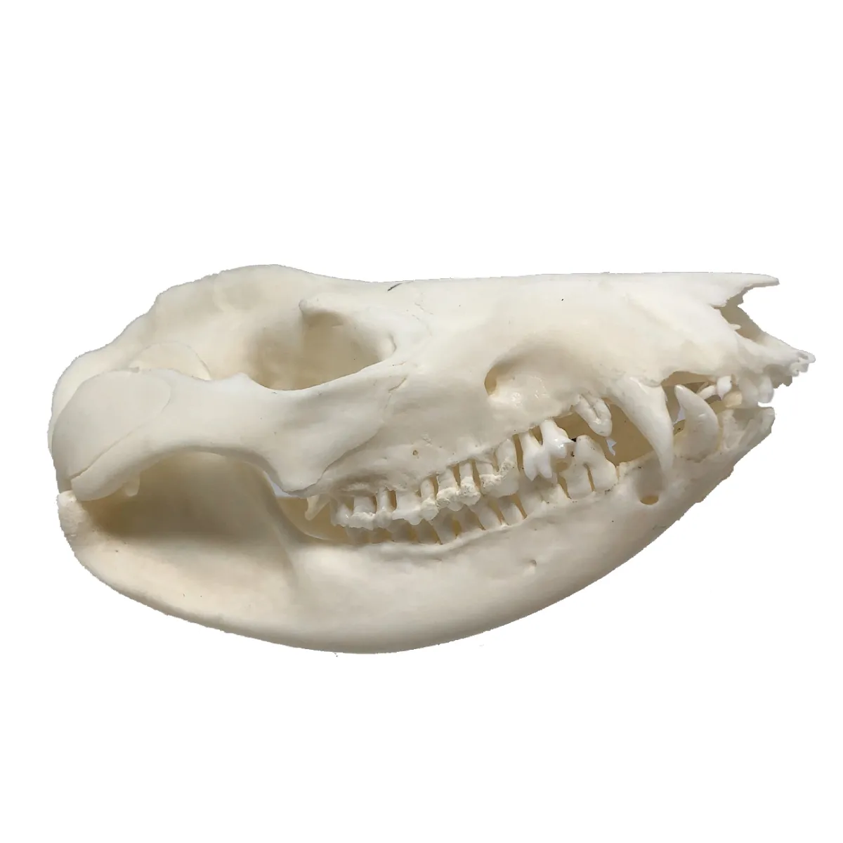 NH3671 Real Natural Opossum Skull