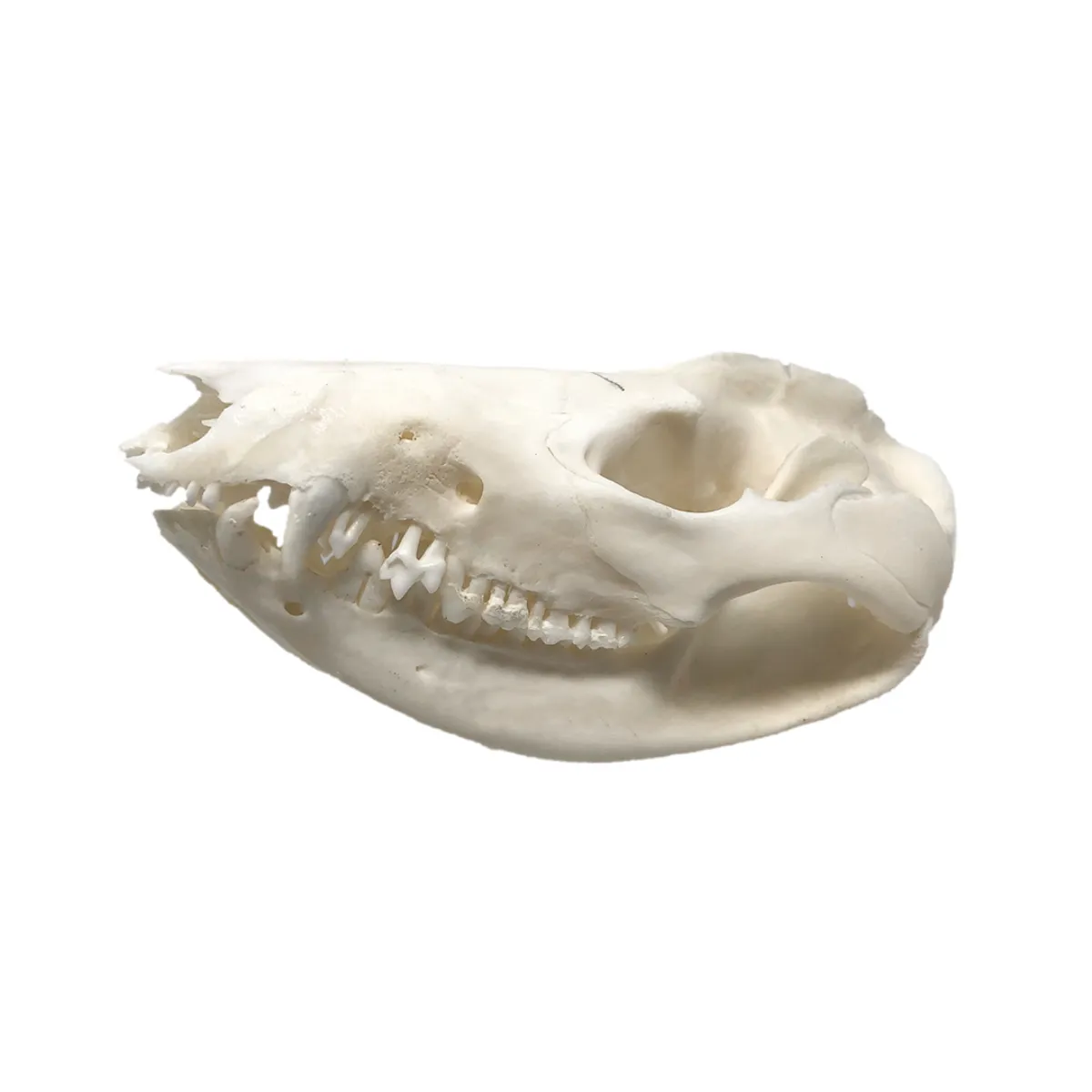 NH3672 Real Natural Opossum Skull