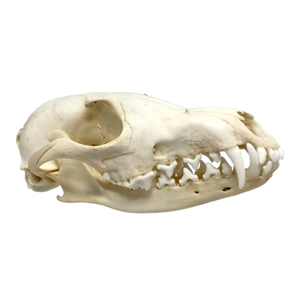 NH3681 Real Natural Red Fox Skull