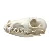 NH3682 Real Natural Red Fox Skull