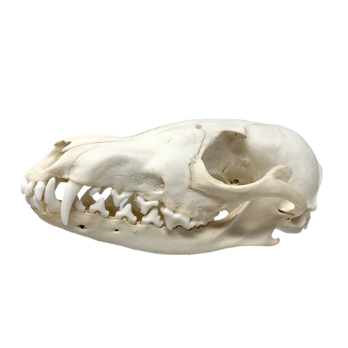 NH3682 Real Natural Red Fox Skull