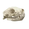 NH3691 Real Natural Skunk Skull