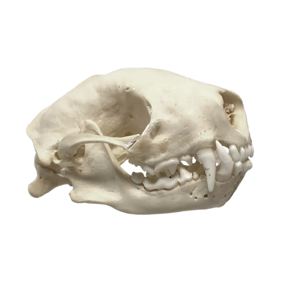 NH3691 Real Natural Skunk Skull