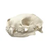 NH3692 Real Natural Skunk Skull
