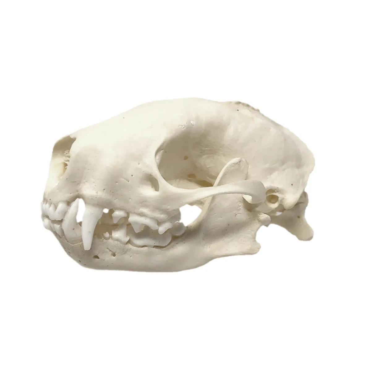 NH3692 Real Natural Skunk Skull