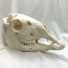 NH3701 All Natural Real Llama Skull