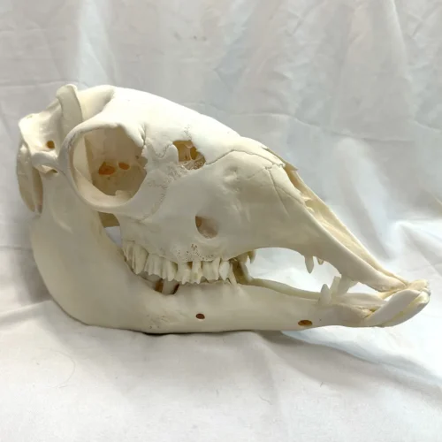 NH3701 All Natural Real Llama Skull