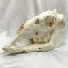 NH3702 All Natural Real Llama Skull