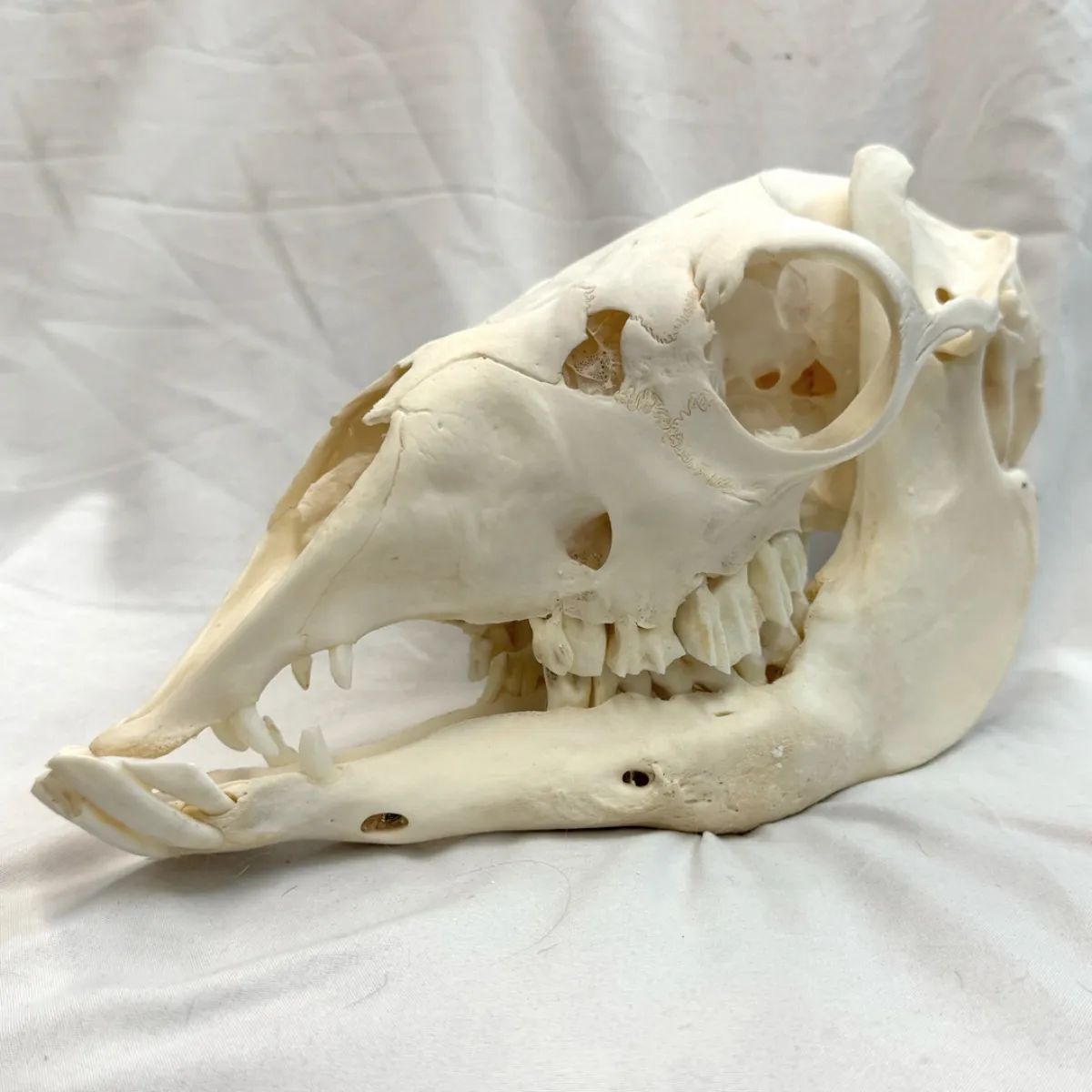 NH3702 All Natural Real Llama Skull