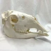 NH3711 All Natural Real Llama Skull