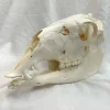 NH3712 All Natural Real Llama Skull