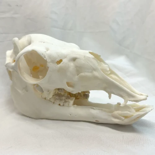 NH3721 All Natural Real Llama Skull