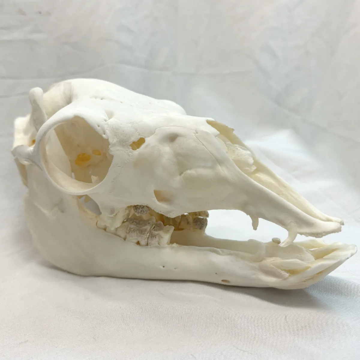 NH3721 All Natural Real Llama Skull
