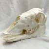 NH3722 All Natural Real Llama Skull