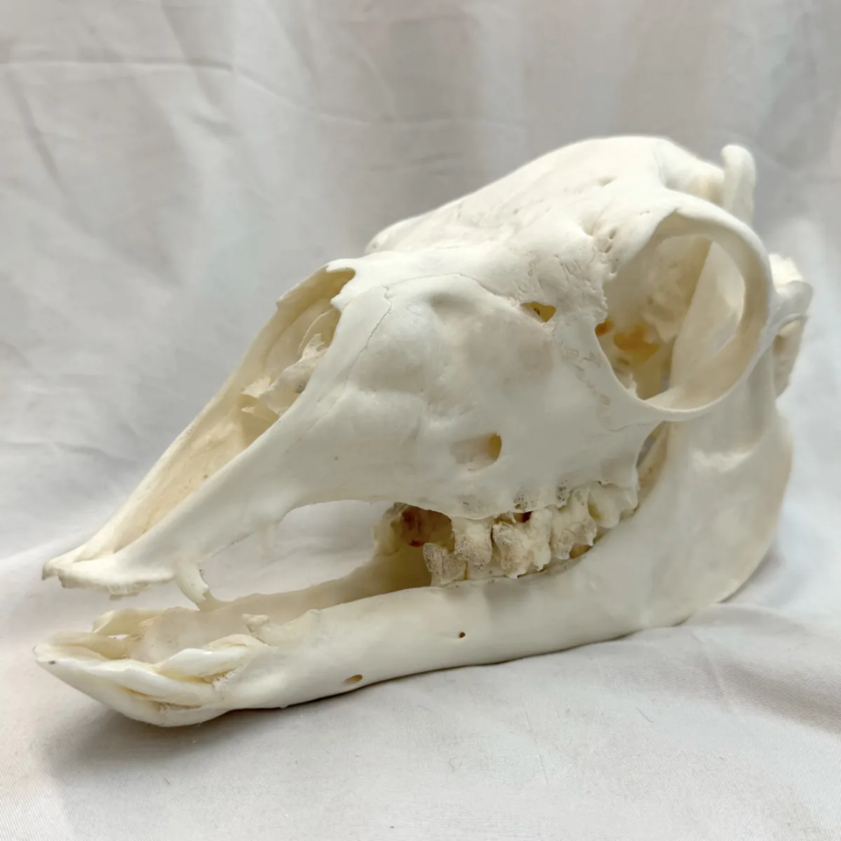 NH3722 All Natural Real Llama Skull
