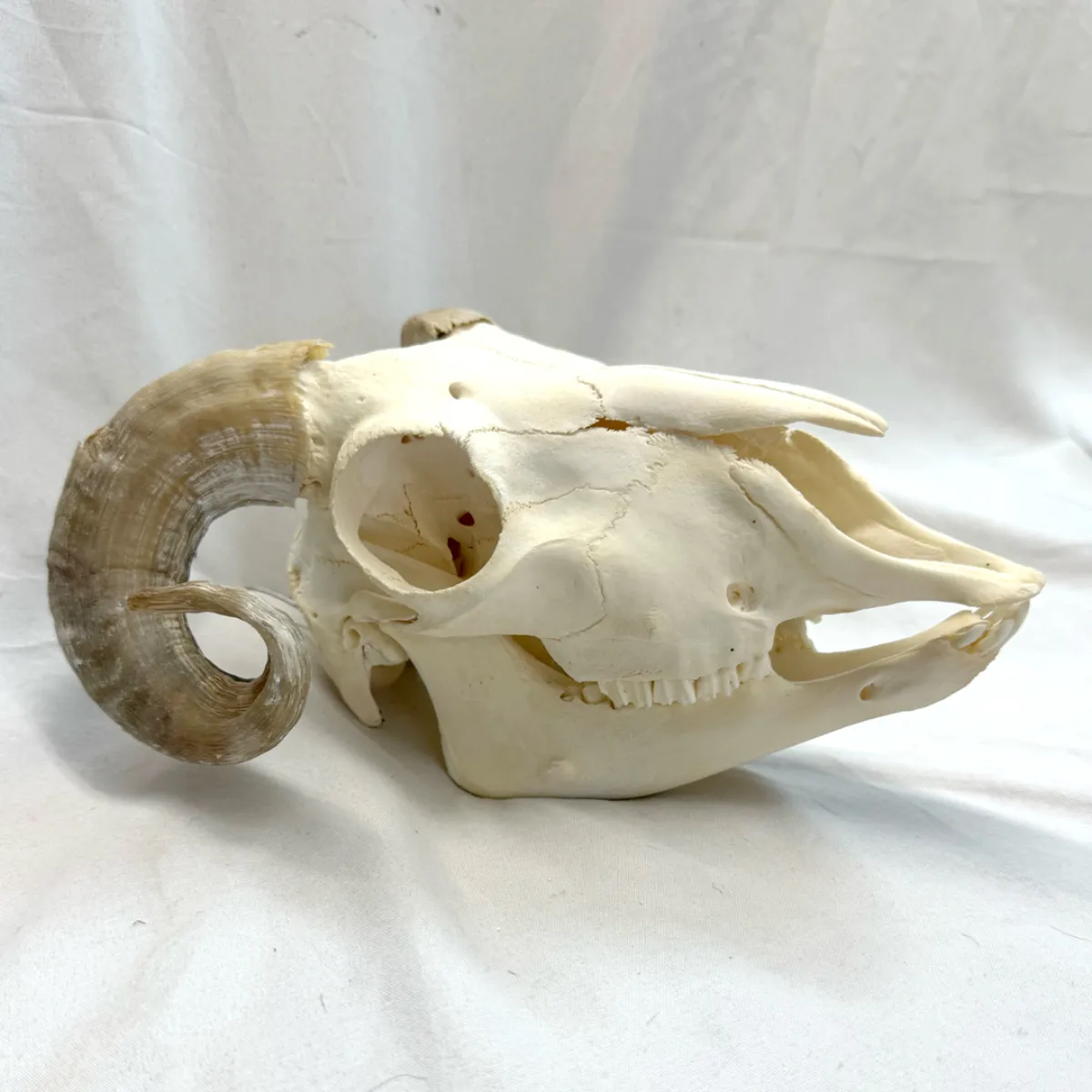 NH3731 All Natural Real Ram Skull
