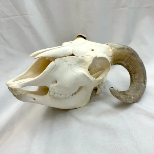 All Natural Real Ram Skull