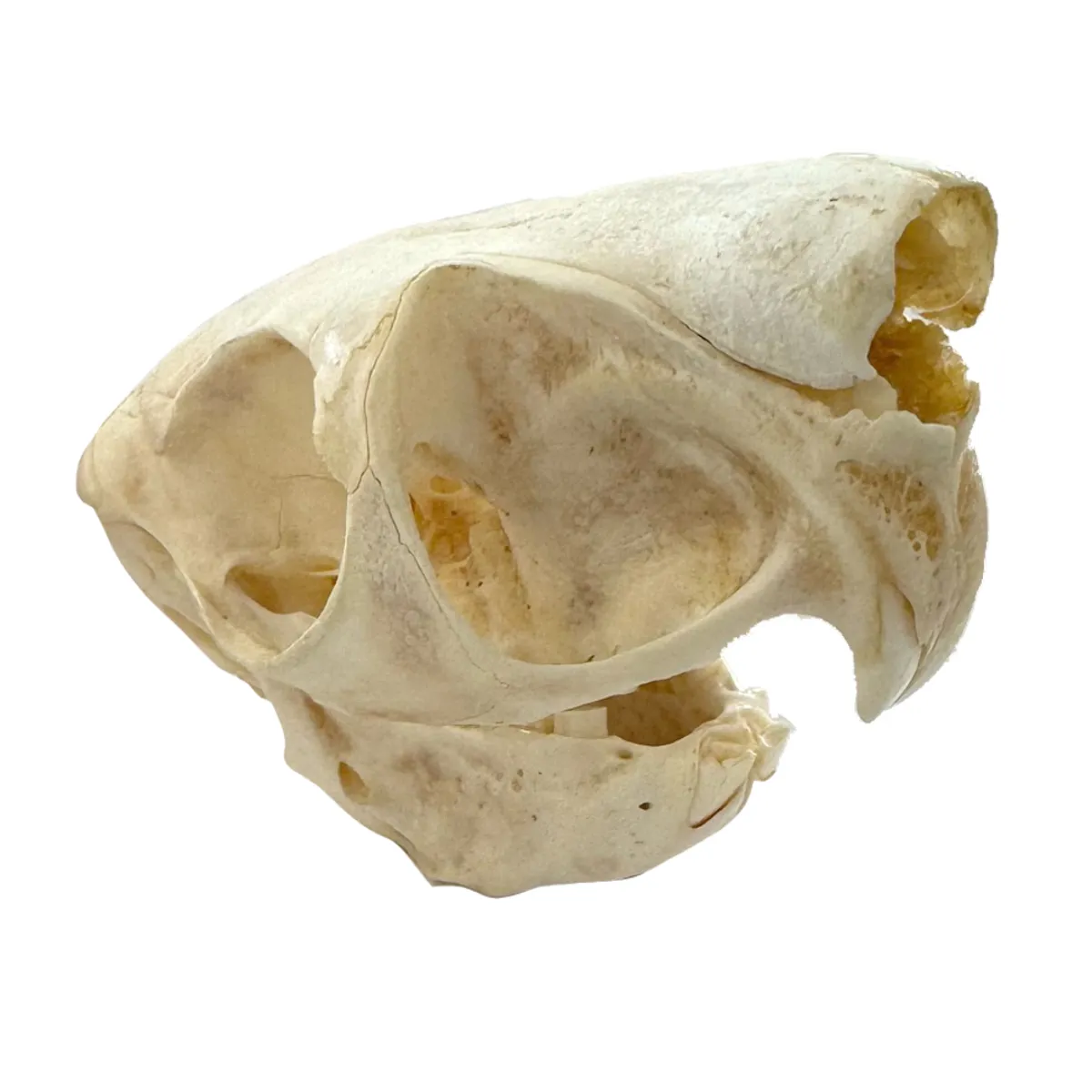 NH3751 All Natural Spring Hare Skull