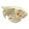 NH3752 All Natural Spring Hare Skull