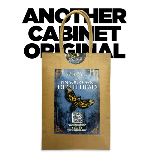 Pin Your Own Death Head Moth Kit