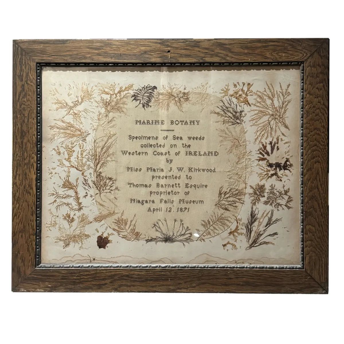NH3872 Historically Significant ’Seaweed’ Frames 1871 Niagara Falls Museum