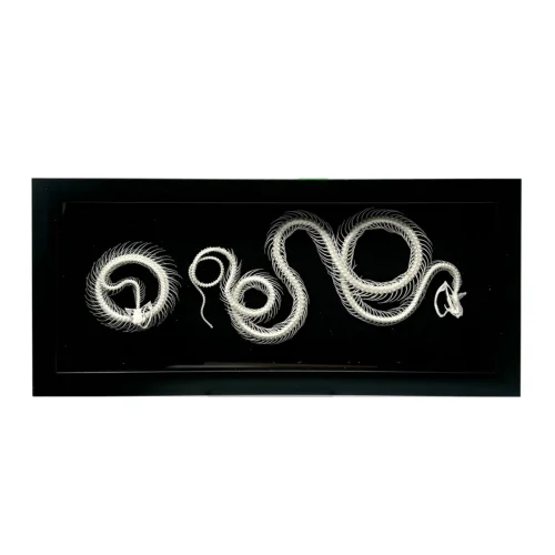 Two Skeletal Snakes in Shadowbox Frame