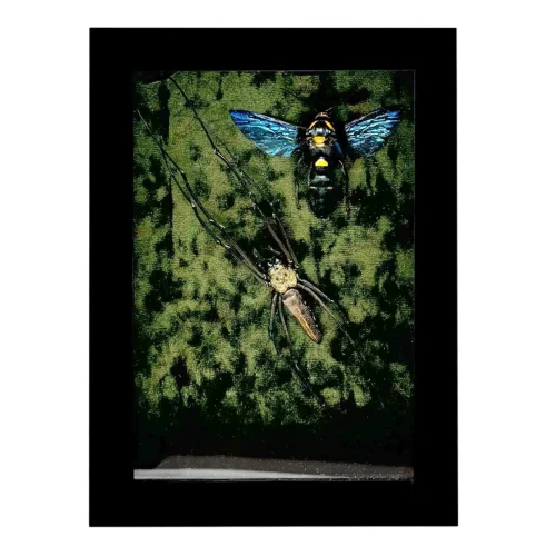 Spider and Wasp Shadowbox Frame
