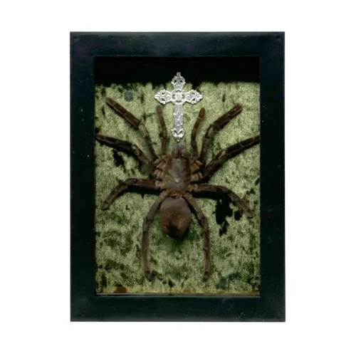 Tarantula in Shadowbox Frame