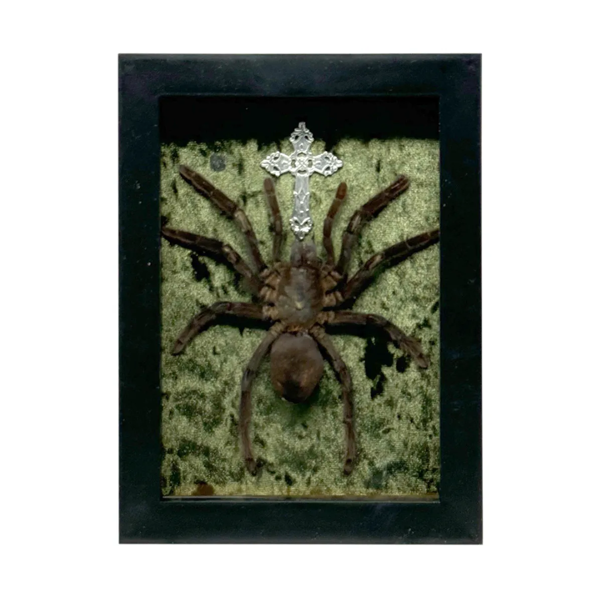 Tarantula in Shadowbox Frame