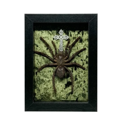 Tarantula in Shadowbox Frame