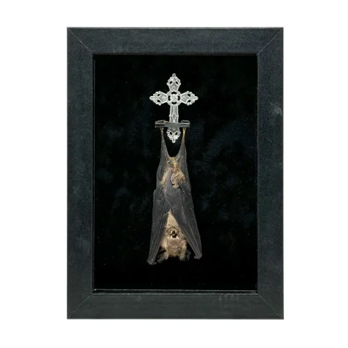 Roundleaf Bat in Open Shadowbox Frame