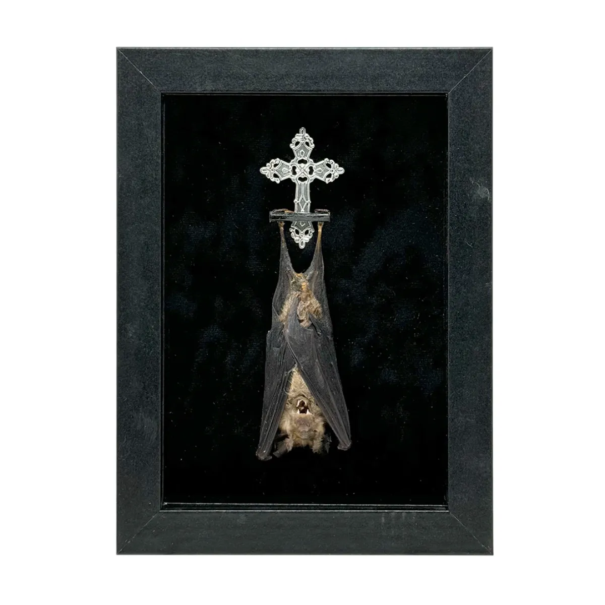 Roundleaf Bat in Open Shadowbox Frame