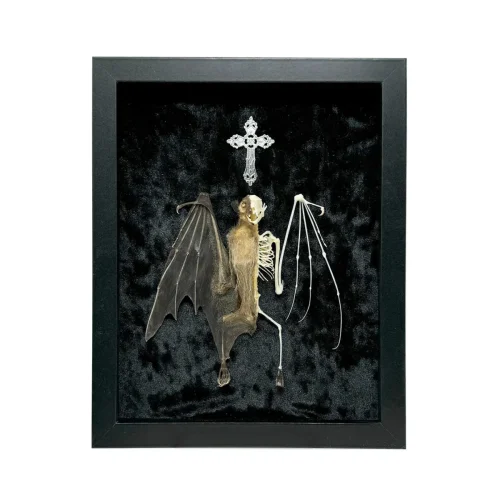 Long-Tongued Nectar Bat Half ‘N’ Half in Open Shadowbox Frame