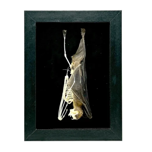 Long-Tongued Nectar Bat Half ‘N’ Half in Open Shadowbox Frame