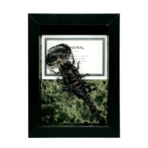 Forest Scorpion With Death Notice in Shadowbox Frame