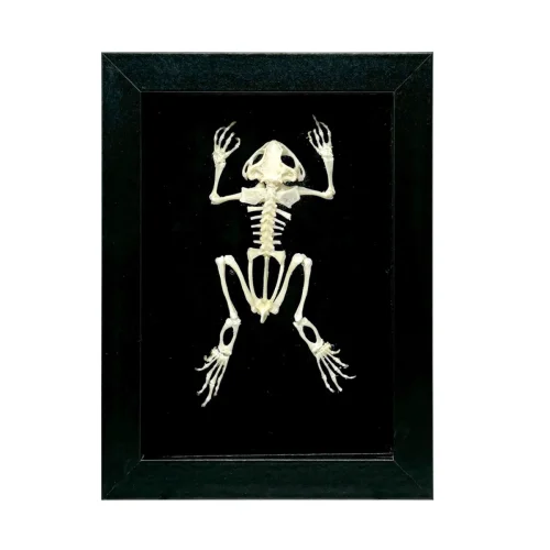 Skeletal Asian Toad in Shadowbox Frame