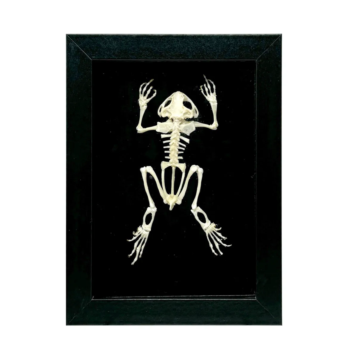 NH4021 Skeletal Asian Toad in Shadowbox Frame