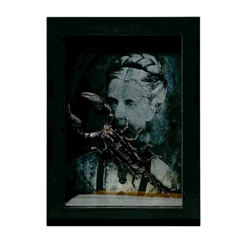 Forest Scorpion With Half Plate Tintype Photograph in Shadowbox Frame
