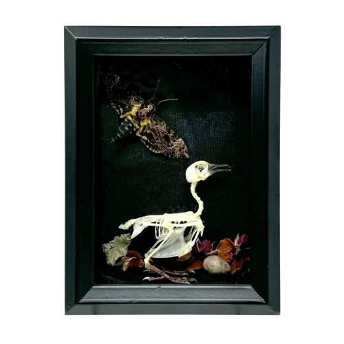 Skeletal Zebra Dove and Death’s-Head Hawkmoth in Shadowbox Frame