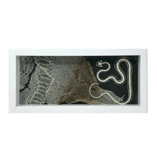 Skeletal White-Lipped Pit Viper on Real Snakeskin in Shadowbox Frame
