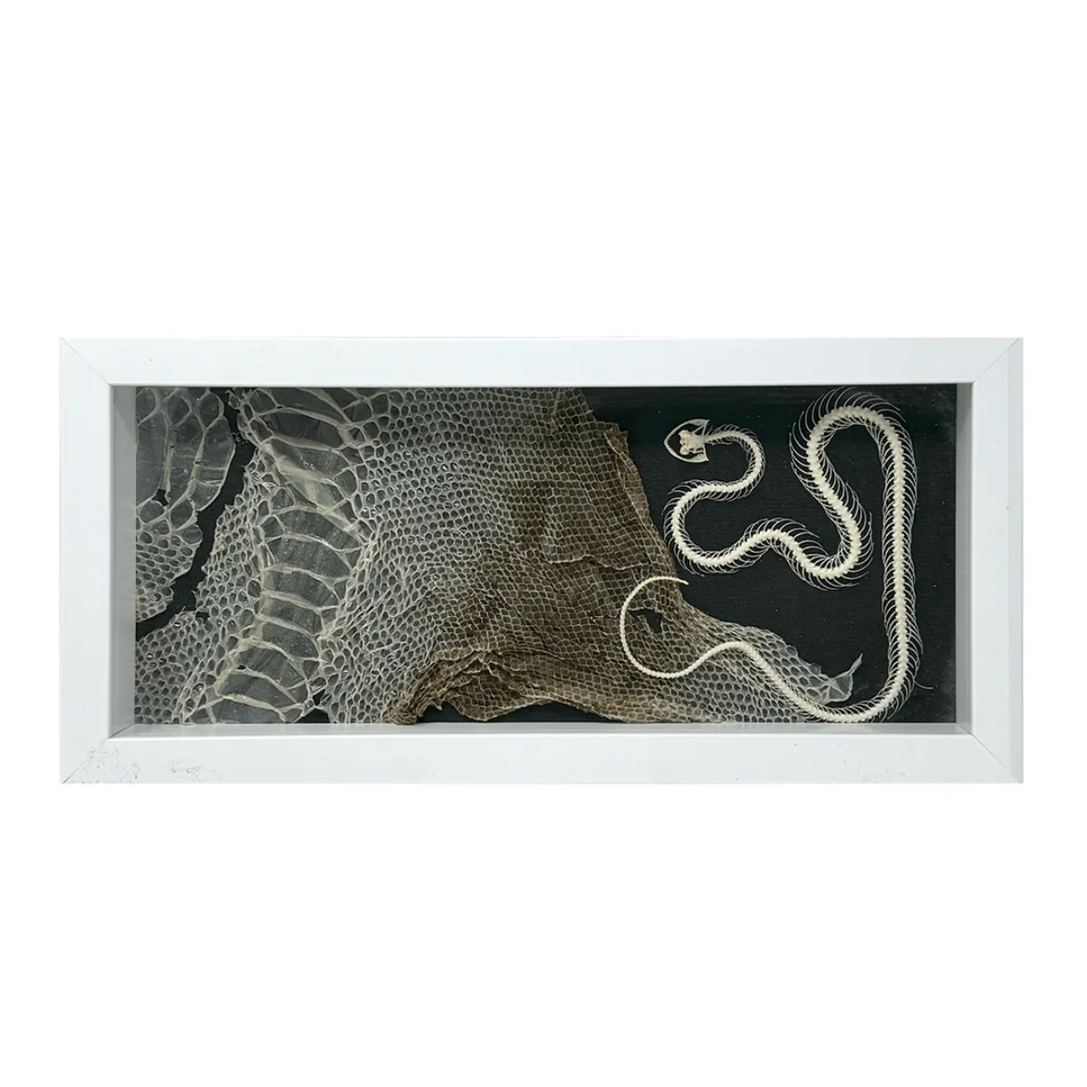 Skeletal White-Lipped Pit Viper on Real Snakeskin in Shadowbox Frame