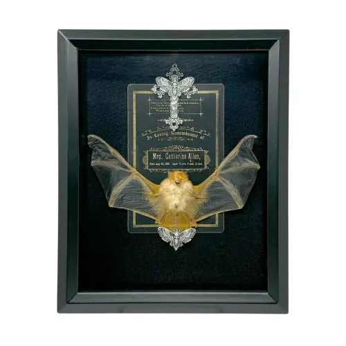 Taxidermy Painted Bat with Ornate Jewellery and Victorian Death Notice in Shadowbox Frame