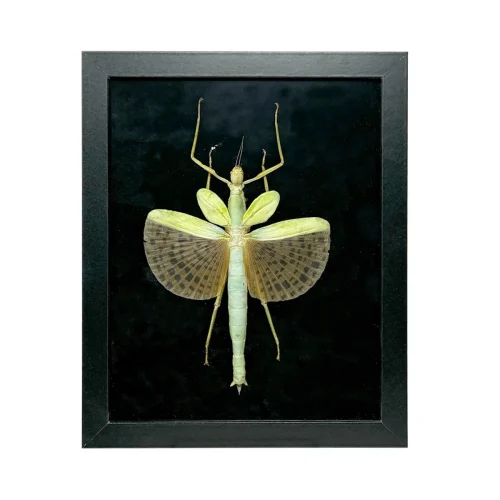 Taxidermy Stick Insect in Shadowbox Frame