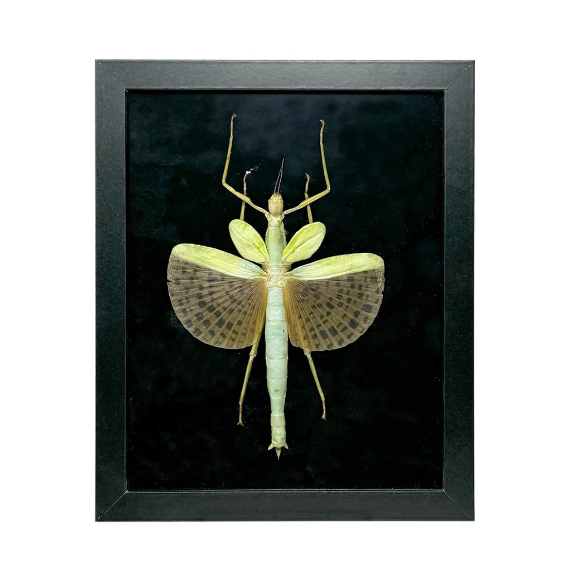 NH4071 Taxidermy Stick Insect in Shadowbox Frame