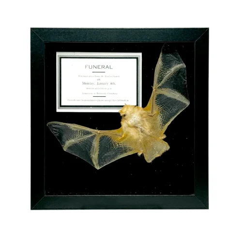 Taxidermy Painted Bat with Death Notice in Shadowbox Frame